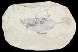 Miocene Fossil Leaf (Cinnamomum) - Augsburg, Germany #139151-1